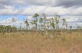 USA/Florida: Slash Pine Landscape in Everglades National Park Royalty Free Stock Photo