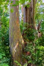 USA, Hawaii, Maui, Rainbow Eucalyptus Tree with peeling bark texture of beautiful green, orange, and gray