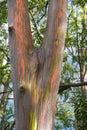 USA, Hawaii, Maui, Rainbow Eucalyptus Tree with peeling bark texture of beautiful green, orange, and gray and knots