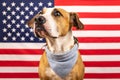 USA independence day concept, with american staffordshire terrie