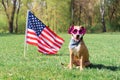 USA independence day concept, with dog