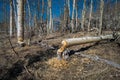 Aspen felled by Beaver