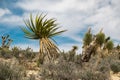 Glorious Mojave Yucca Natural Kokopelli Royalty Free Stock Photo