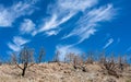 Burned Pinyon/Juniper Forest Woodland