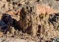 Biological Soil Crust