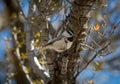 Mountain Chickadee in Mahogany