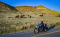 motorcyclist on the road against the background of American bison or buffalo (Bison bison).