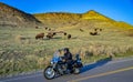 motorcyclist on the road against the background of American bison or buffalo (Bison bison).