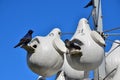 USA, Ohio - April 26, 2018: Nests for birds. Lorain Harbor, Ohio, USA