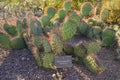 USA, PHENIX, ARIZONA- NOVEMBER 17, 2019: Cactus nameplate, nopal Serrano Opuntia stenopetala. A succulent plants of Opuntia