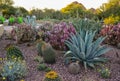 USA, PHENIX, ARIZONA- NOVEMBER 17, 2019: A group of succulent plants Agave and Opuntia cacti in the botanical garden of Phoenix,