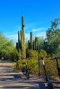 USA, PHENIX, ARIZONA- NOVEMBER 17, 2019: A group of succulent plants Agave and Opuntia cacti in the botanical garden of Phoenix,