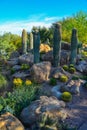 USA, PHENIX, ARIZONA- NOVEMBER 17, 2019: A group of succulent plants Agave and Opuntia cacti in the botanical garden of Phoenix,