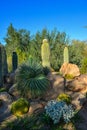 USA, PHENIX, ARIZONA- NOVEMBER 17, 2019: A group of succulent plants Agave and Opuntia cacti in the botanical garden of Phoenix,