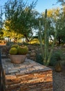 USA, PHENIX, ARIZONA- NOVEMBER 17, 2019: A group of succulent plants and cacti in the Phoenix Botanical Garden, Arizona, USA