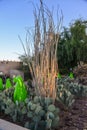 USA, PHENIX, ARIZONA- NOVEMBER 17, 2019: multi-colored plastic animal figures among cacti of different species in the botanical Royalty Free Stock Photo