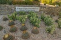 USA, PHOENIX, ARIZONA- NOVEMBER 17, 2019: A group of succulent plants of Echinocactus cacti in the Phoenix Botanical Garden,