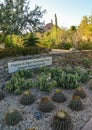 USA, PHOENIX, ARIZONA- NOVEMBER 17, 2019: A group of succulent plants of Echinocactus cacti in the Phoenix Botanical Garden,