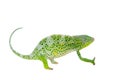 Usambara giant three-horned chameleon, on white Royalty Free Stock Photo