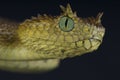 Usambara horned viper / Atheris ceratophora