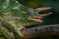 Usambara Three-horned Chameleon - Trioceros deremensis Royalty Free Stock Photo