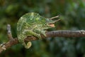 Usambara Three-horned Chameleon - Trioceros deremensis Royalty Free Stock Photo