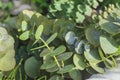 Eucalyptus in floral arrangements like ornamental green