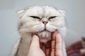 Use hand stroking the Exotic Shorthair cat neck and make the happy cat spellbound and close eye Royalty Free Stock Photo