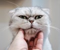 Use hand stroking the Exotic Shorthair cat neck and make the happy cat spellbound and close eye