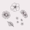 Set of hand drawn flowers. Vector outlines illustration. Isolated on white background