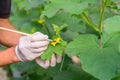 Use paintbrush for Pollinate of Melon flower in green house Royalty Free Stock Photo