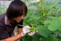 Use paintbrush for Pollinate of Melon flower in green house Royalty Free Stock Photo