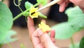 Use paintbrush for Pollinate of Melon flower