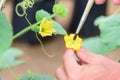 Use paintbrush for Pollinate of Melon flower Royalty Free Stock Photo