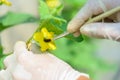 Use paintbrush for Pollinate of Melon flower Royalty Free Stock Photo