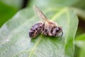 Macro image of a dead bee on a leaf of a declining beehive, plagued by the collapse of collapse and other diseases, use of