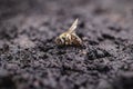 Macro image of a dead bee on a leaf of a declining beehive, plagued by the collapse of collapse and other diseases, use of