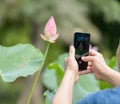 Use phone to take the photos of lotus