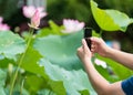 Use phone to take the photos of lotus