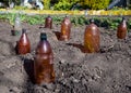 The use of plastic bottles to protect the seedlings Royalty Free Stock Photo