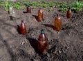 The use of plastic bottles to protect the seedlings at their summer cottage Royalty Free Stock Photo