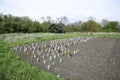 Use of plastic bottles to protect seedlings of vegetables from pests and cold. Protection from the Gryllotalpa gryllotalpa. Planti Royalty Free Stock Photo