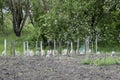 Use of plastic bottles to protect seedlings of vegetables from p Royalty Free Stock Photo