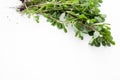 Fresh purslane in the beam on a white background