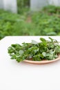 The purslane on a plate on a white table