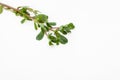 A young sprig of purslane on white background.