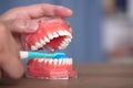 Use toothbrushes and tooth models to demonstrate the correct way to brush your teeth