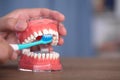 Use toothbrushes and tooth models to demonstrate the correct way to brush your teeth