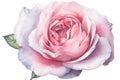 Use watercolors to create a realistic and detailed scene of a pink rose