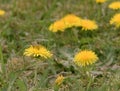 Bee and Taraxacum officinale as dandelion or common dandelion. Polish name \